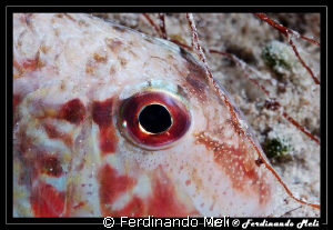 A fish sleep in the night. by Ferdinando Meli 
